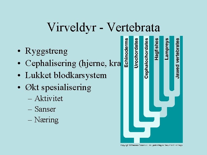 Virveldyr - Vertebrata • • Ryggstreng Cephalisering (hjerne, kranium) Lukket blodkarsystem Økt spesialisering –