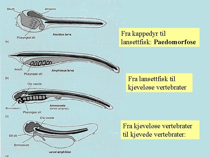 Fra kappedyr til lansettfisk: Paedomorfose Fra lansettfisk til kjeveløse vertebrater Fra kjeveløse vertebrater til