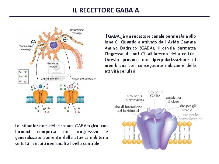 IL RECETTORE GABA A Il GABAA è un recettore canale permeabile allo ione Cl.