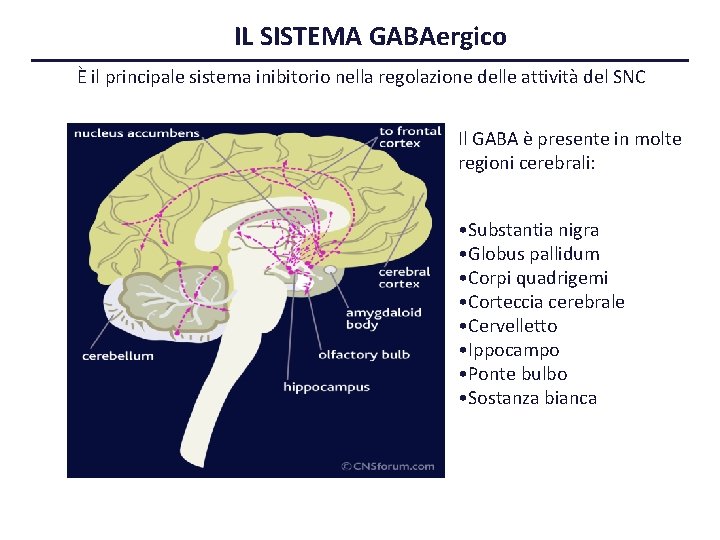 IL SISTEMA GABAergico È il principale sistema inibitorio nella regolazione delle attività del SNC