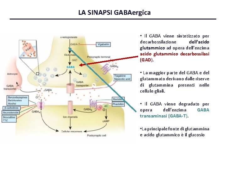 LA SINAPSI GABAergica • Il GABA viene sintetizzato per decarbossilazione dell’acido glutammico ad opera