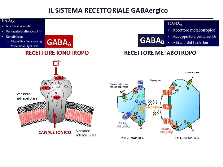 IL SISTEMA RECETTORIALE GABAergico GABAB GABAA RECETTORE IONOTROPO RECETTORE METABOTROPO Cl- Versante extracellulare CANALE