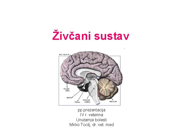 Živčani sustav pp prezentacija IV r. veterina Unutarnje bolesti Mirko Tocilj, dr. vet. med