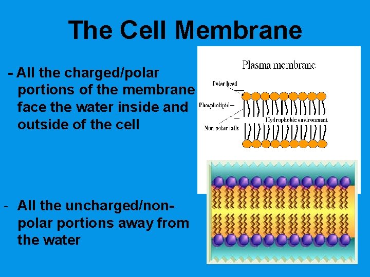 The Cell Membrane - All the charged/polar portions of the membrane face the water