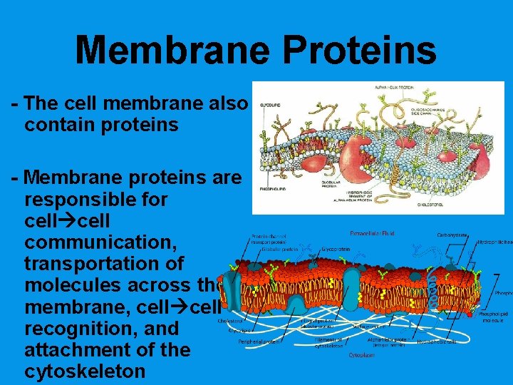 Membrane Proteins - The cell membrane also contain proteins - Membrane proteins are responsible
