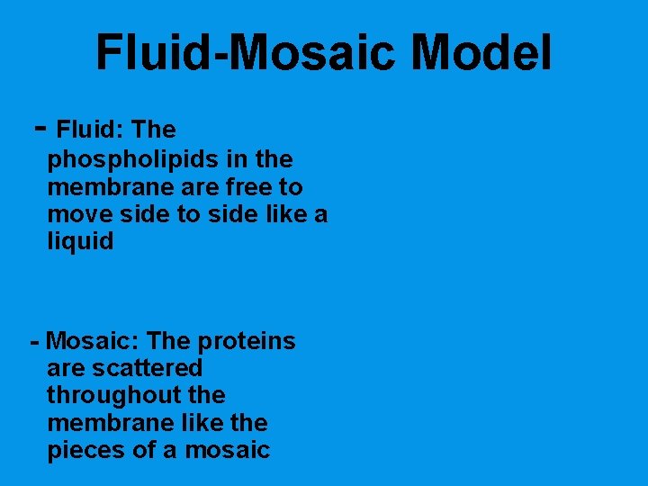 Fluid-Mosaic Model - Fluid: The phospholipids in the membrane are free to move side