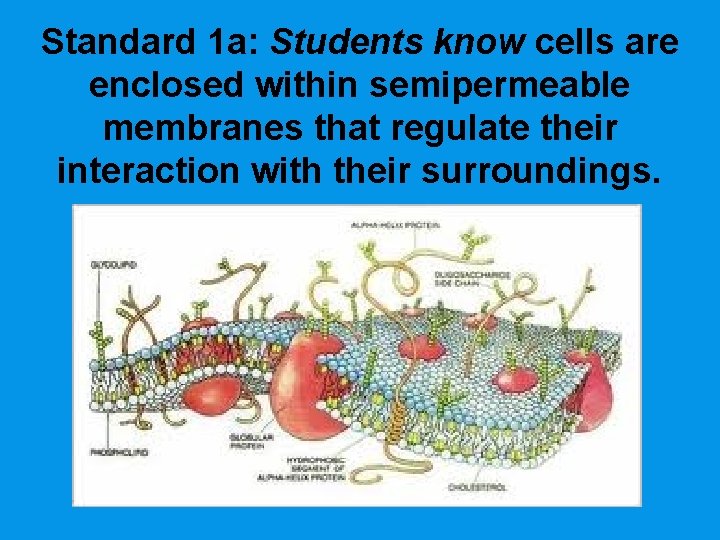 Standard 1 a: Students know cells are enclosed within semipermeable membranes that regulate their