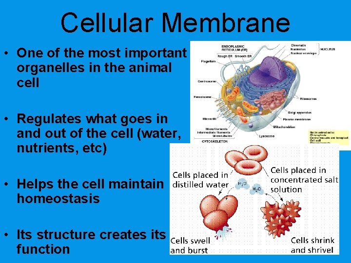Cellular Membrane • One of the most important organelles in the animal cell •