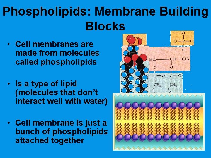 Phospholipids: Membrane Building Blocks • Cell membranes are made from molecules called phospholipids •