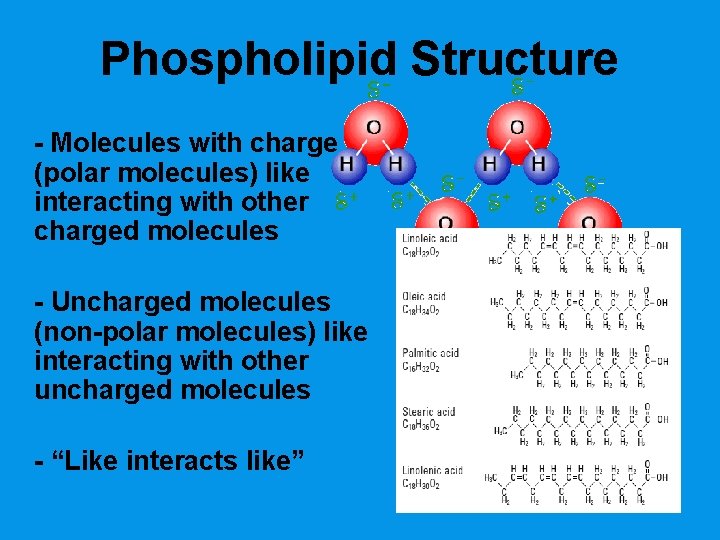 Phospholipid Structure - Molecules with charge (polar molecules) like interacting with other charged molecules