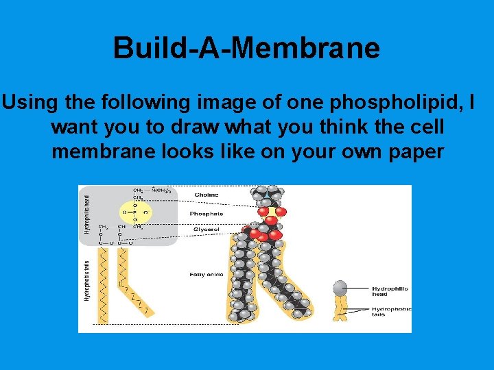 Build-A-Membrane Using the following image of one phospholipid, I want you to draw what