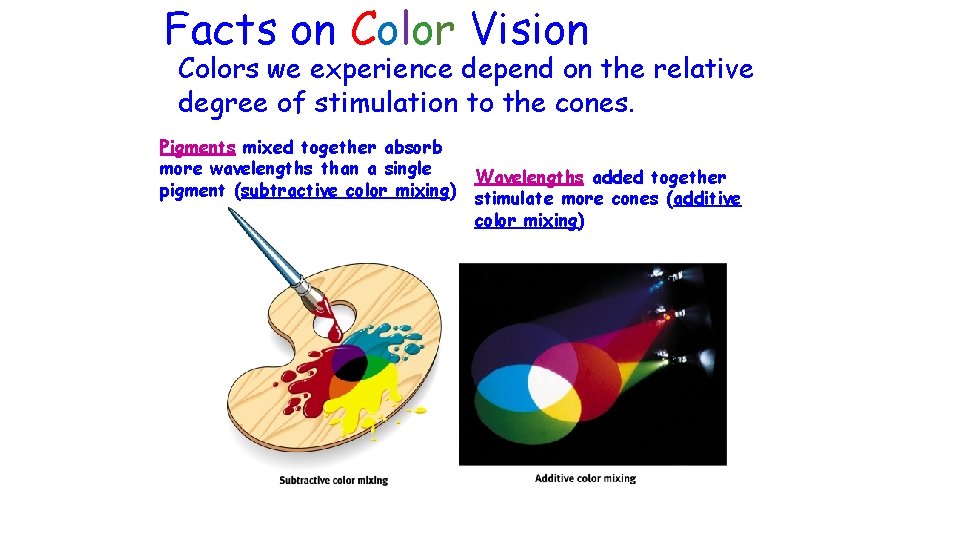 Facts on Color Vision Colors we experience depend on the relative degree of stimulation