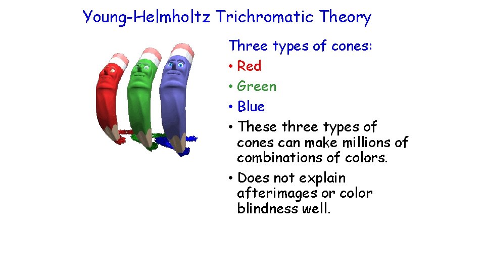 Young-Helmholtz Trichromatic Theory Three types of cones: • Red • Green • Blue •