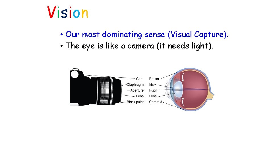 Vision • Our most dominating sense (Visual Capture). • The eye is like a