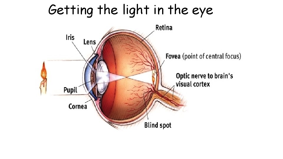 Getting the light in the eye 