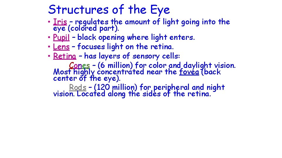 Structures of the Eye • Iris – regulates the amount of light going into