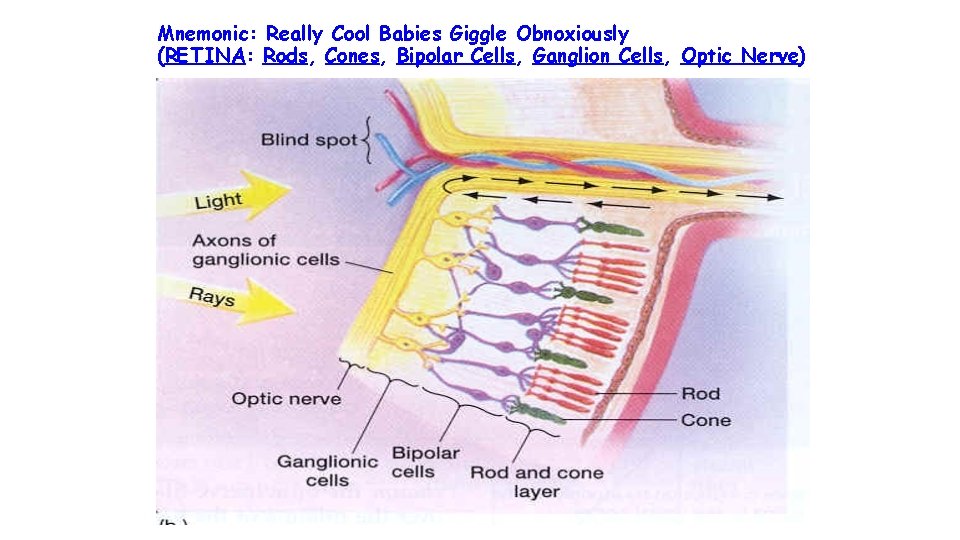 Mnemonic: Really Cool Babies Giggle Obnoxiously (RETINA: Rods, Cones, Bipolar Cells, Ganglion Cells, Optic