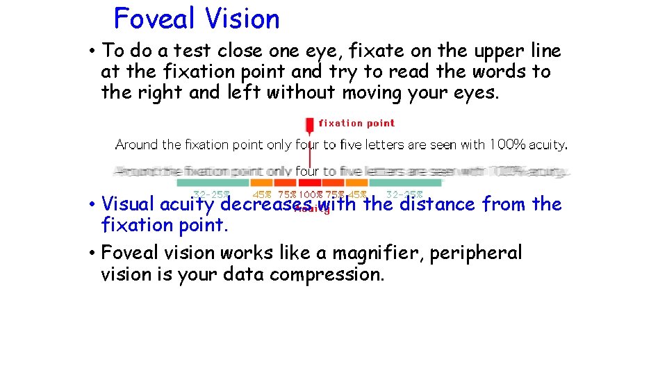 Foveal Vision • To do a test close one eye, fixate on the upper