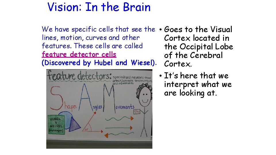 Vision: In the Brain We have specific cells that see the • Goes to