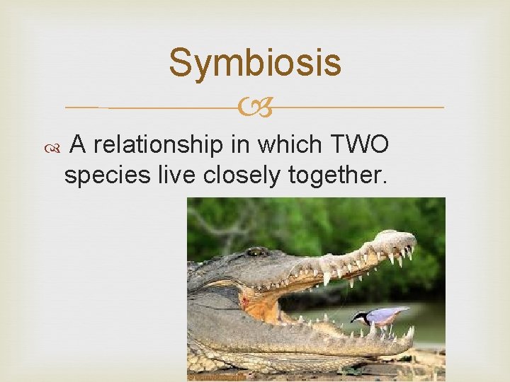 Symbiosis A relationship in which TWO species live closely together. 