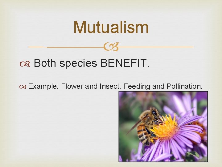 Mutualism Both species BENEFIT. Example: Flower and Insect. Feeding and Pollination. 