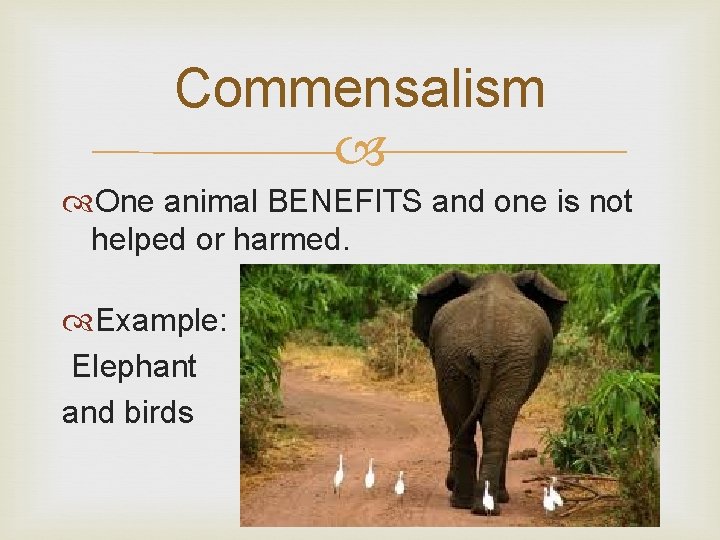 Commensalism One animal BENEFITS and one is not helped or harmed. Example: Elephant and