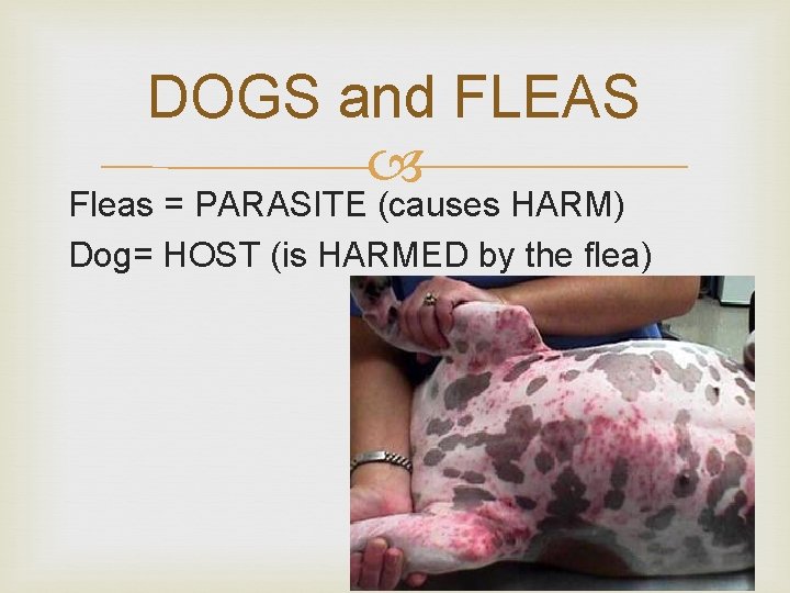 DOGS and FLEAS Fleas = PARASITE (causes HARM) Dog= HOST (is HARMED by the