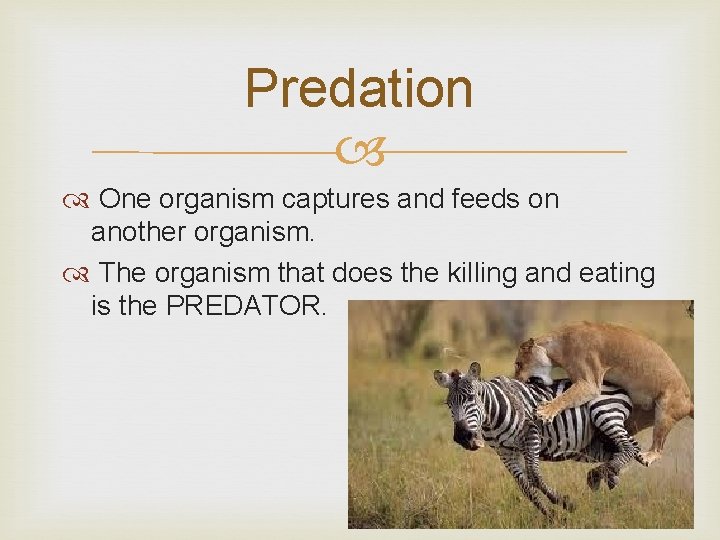 Predation One organism captures and feeds on another organism. The organism that does the