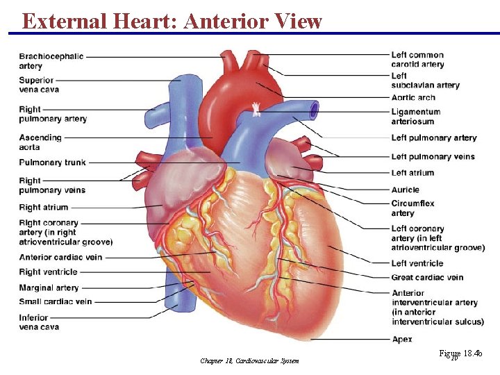 External Heart: Anterior View Chapter 18, Cardiovascular System Figure 18. 4 b 10 