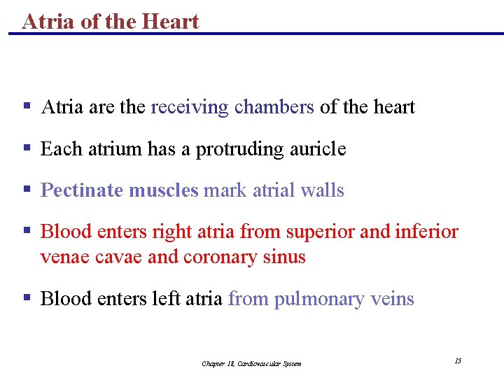 Atria of the Heart § Atria are the receiving chambers of the heart §