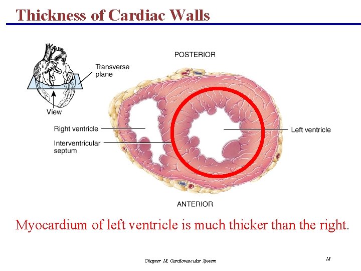 Thickness of Cardiac Walls Myocardium of left ventricle is much thicker than the right.