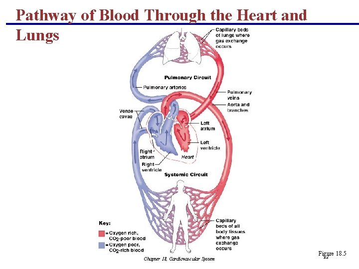 Pathway of Blood Through the Heart and Lungs Chapter 18, Cardiovascular System Figure 18.