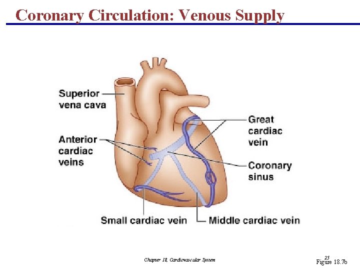 Coronary Circulation: Venous Supply Chapter 18, Cardiovascular System 25 Figure 18. 7 b 