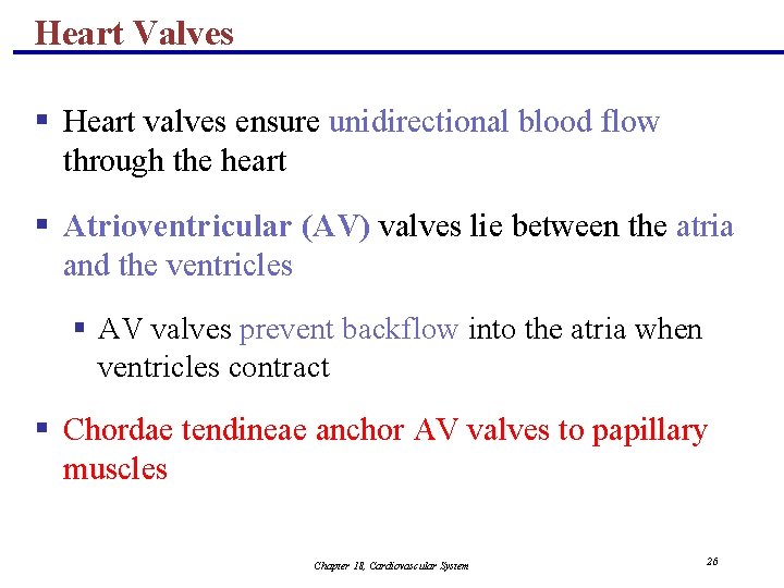 Heart Valves § Heart valves ensure unidirectional blood flow through the heart § Atrioventricular