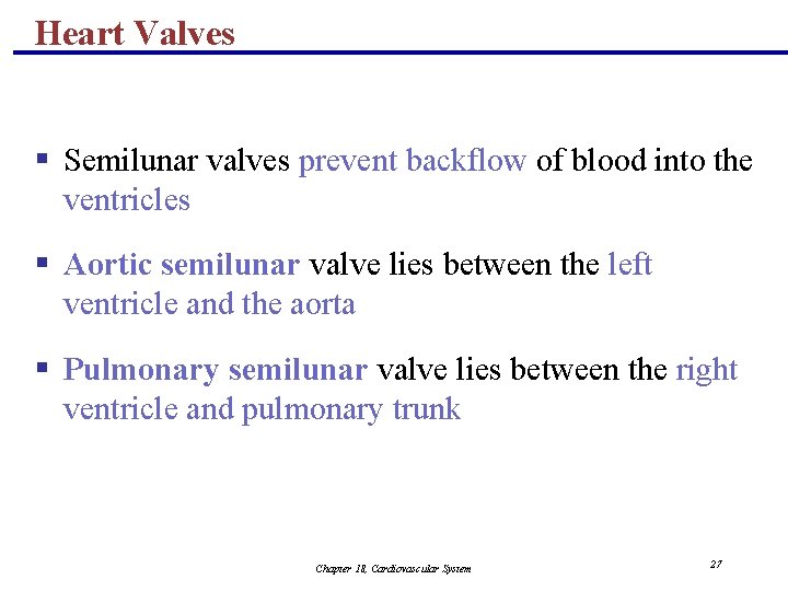 Heart Valves § Semilunar valves prevent backflow of blood into the ventricles § Aortic