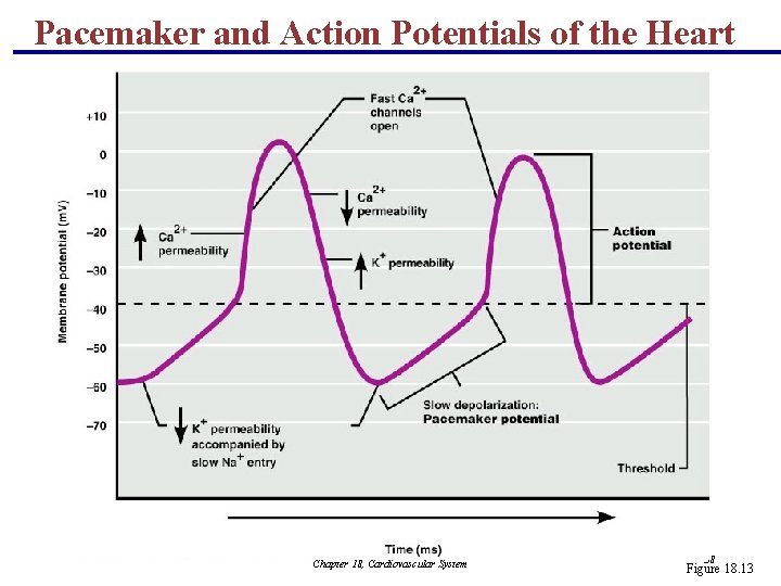 Pacemaker and Action Potentials of the Heart Chapter 18, Cardiovascular System 38 Figure 18.