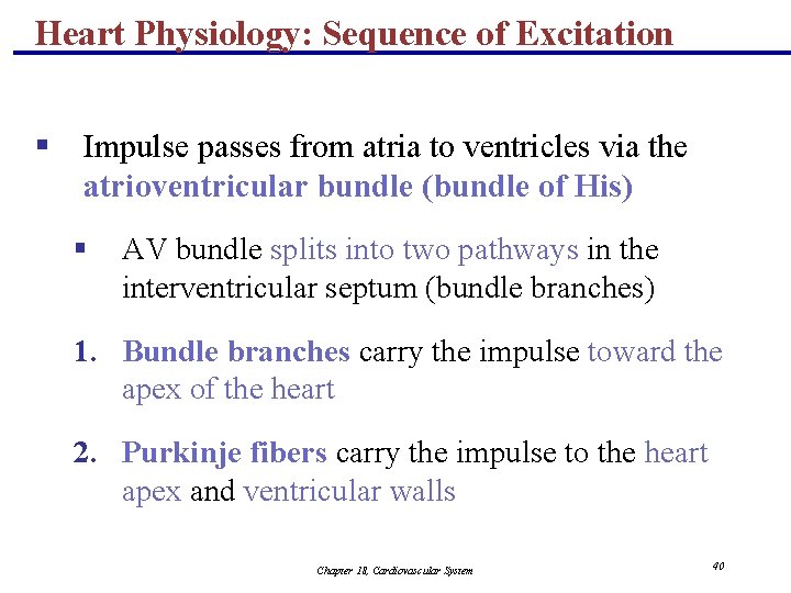 Heart Physiology: Sequence of Excitation § Impulse passes from atria to ventricles via the