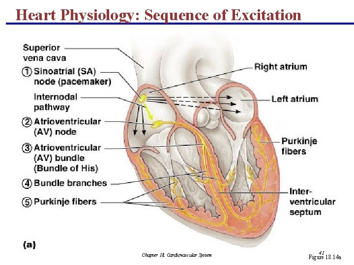 Heart Physiology: Sequence of Excitation Chapter 18, Cardiovascular System 41 Figure 18. 14 a