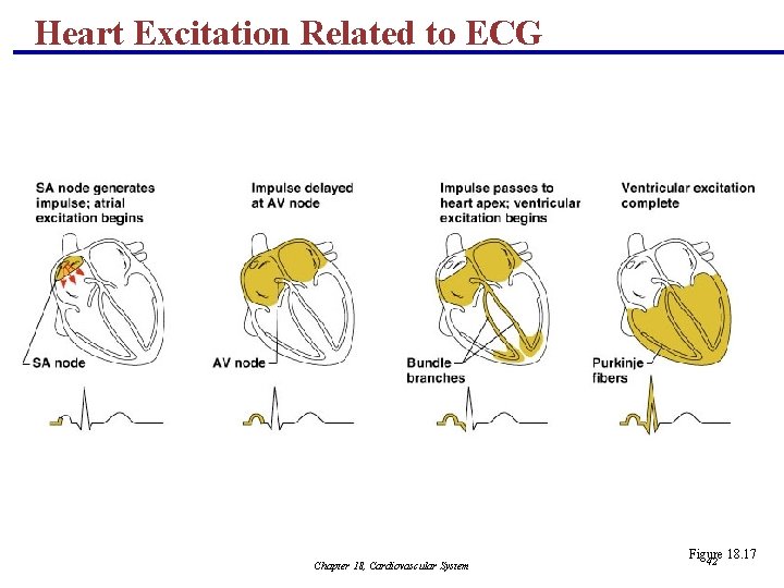 Heart Excitation Related to ECG Chapter 18, Cardiovascular System Figure 18. 17 42 