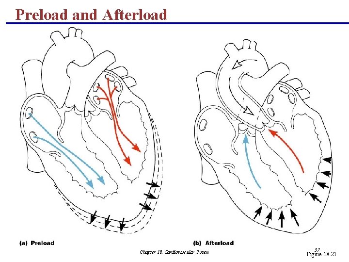 Preload and Afterload Chapter 18, Cardiovascular System 57 Figure 18. 21 
