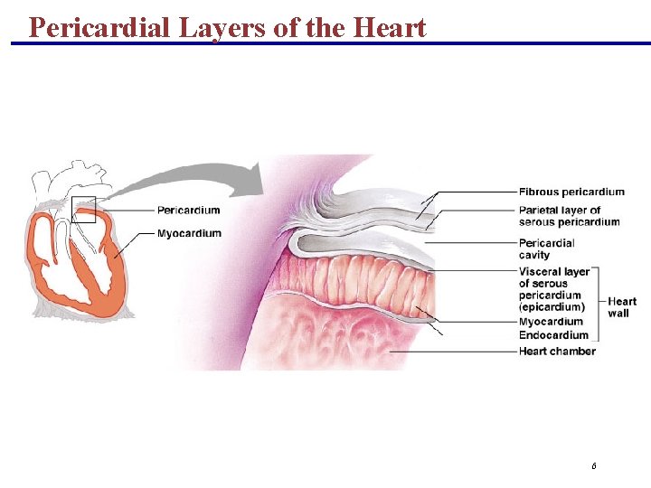 Pericardial Layers of the Heart 6 