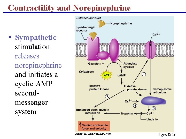 Contractility and Norepinephrine § Sympathetic stimulation releases norepinephrine and initiates a cyclic AMP secondmessenger