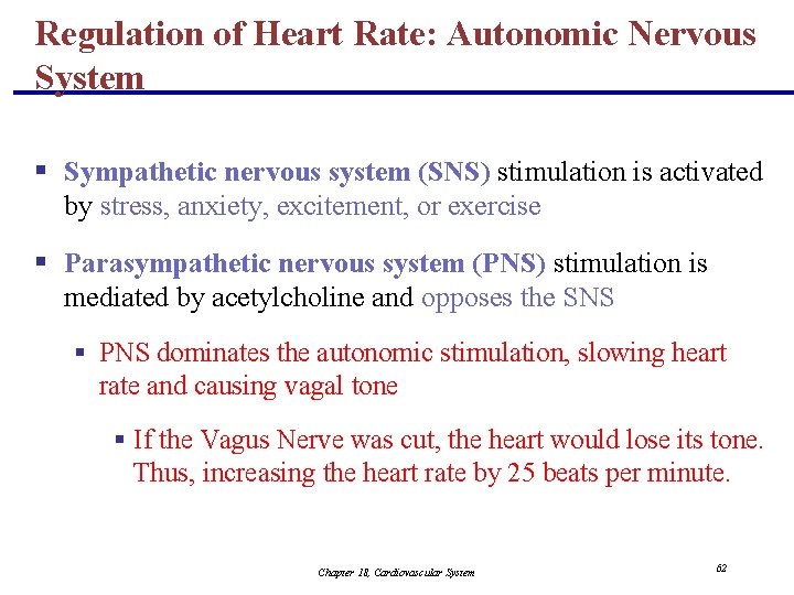 Regulation of Heart Rate: Autonomic Nervous System § Sympathetic nervous system (SNS) stimulation is