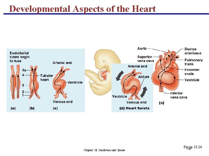 Developmental Aspects of the Heart Chapter 18, Cardiovascular System Figure 18. 24 67 