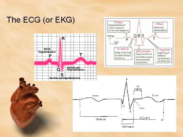 The ECG (or EKG) 