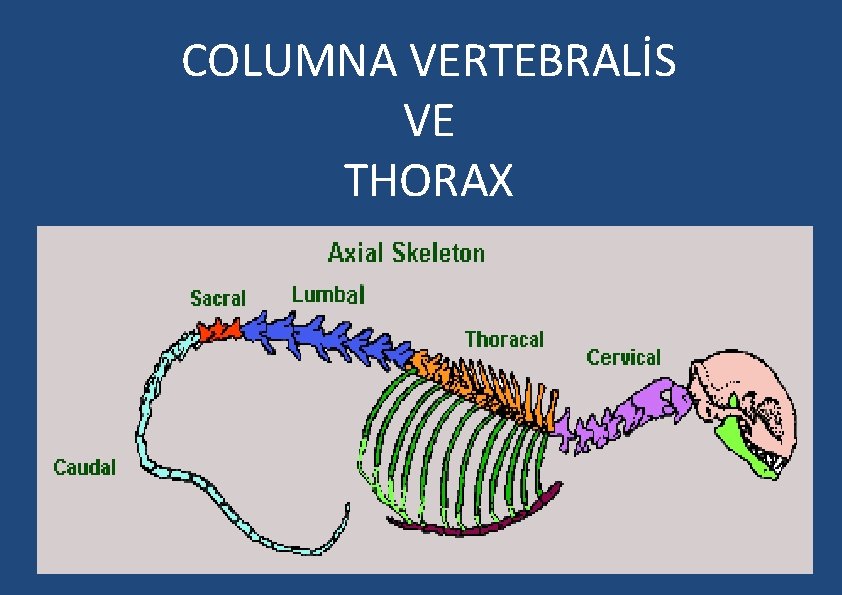 COLUMNA VERTEBRALİS VE THORAX 