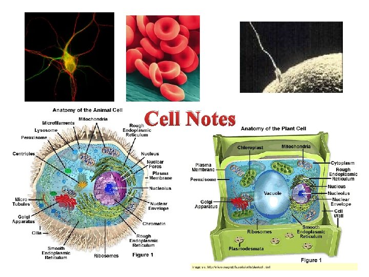 Cell Notes 