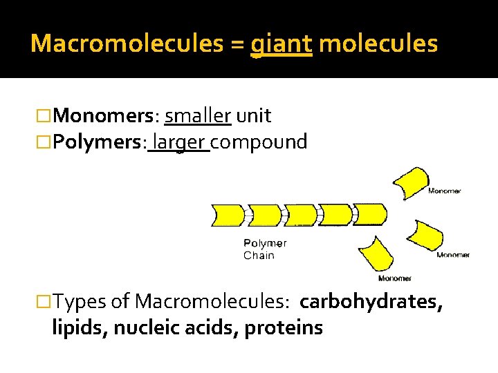 Macromolecules = giant molecules �Monomers: smaller unit �Polymers: larger compound �Types of Macromolecules: carbohydrates,