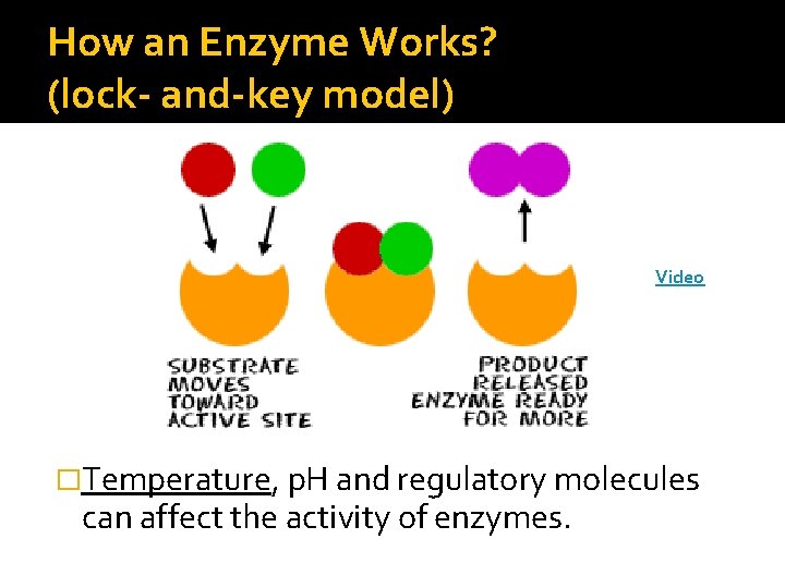 How an Enzyme Works? (lock- and-key model) Video �Temperature, p. H and regulatory molecules