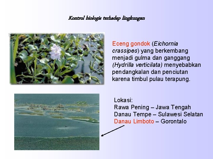 Kontrol biologis terhadap lingkungan Eceng gondok (Eichornia crassipes) yang berkembang menjadi gulma dan gang